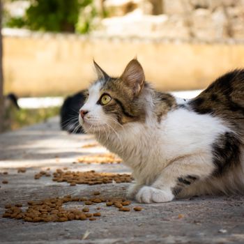 Alimentation et accessoires pour animaux