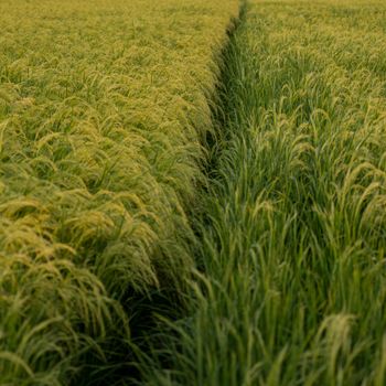 Riz et céréales